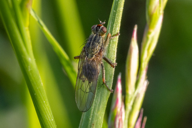 Lajniarka žltá ♀ Scatophaga stercoraria (Linnaeus, 1763)