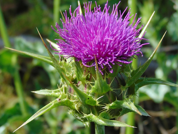 pestrec mariánsky Silybum marianum (L.) P. Gaertn.