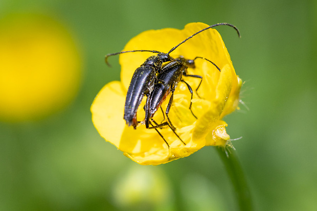 fuzáč Strangalia aethiops