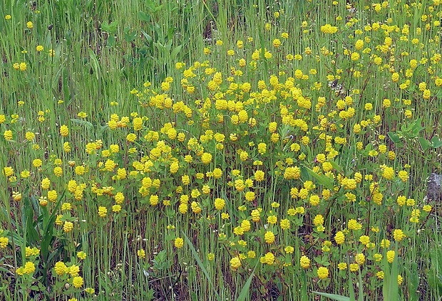 ďatelina poľná Trifolium campestre Schreb.