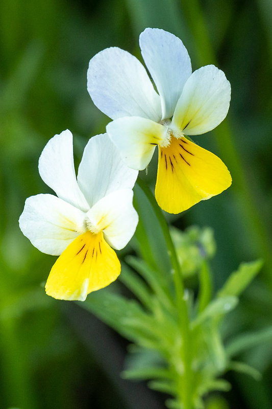 fialka roľná Viola arvensis Murray