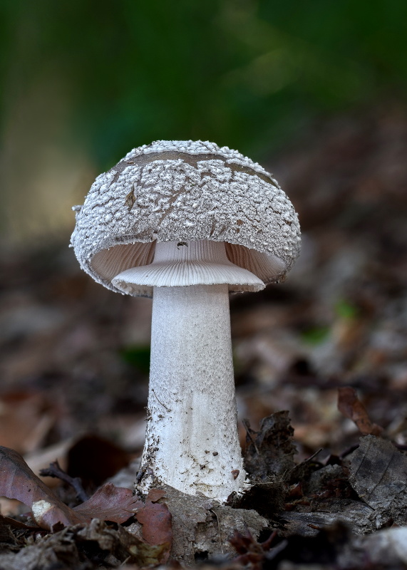 muchotrávka hrubá Amanita excelsa (Fr.) Bertill.