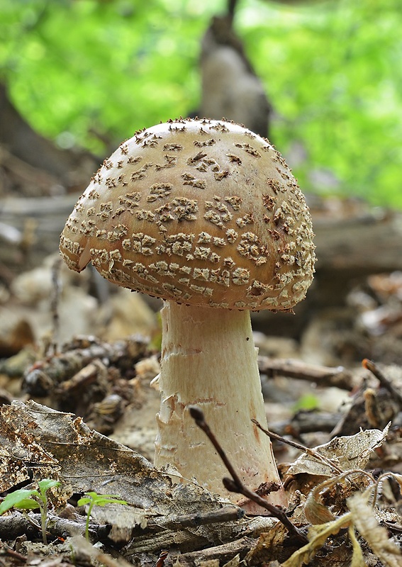 muchotrávka červenkastá Amanita rubescens Pers.