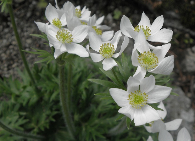 veternica narcisokvetá Anemone narcissiflora L.