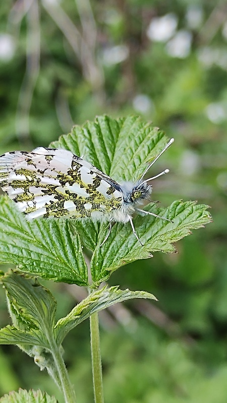 mlynárik žeruchový  Anthocharis cardamines