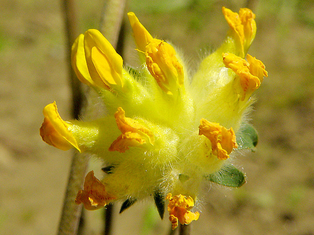 bôľhoj lekársky Anthyllis vulneraria L.