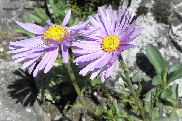 astra alpínska Aster alpinus L.