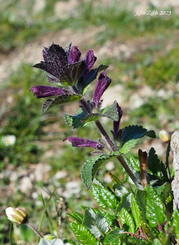 bartsia alpínska Bartsia alpina L.