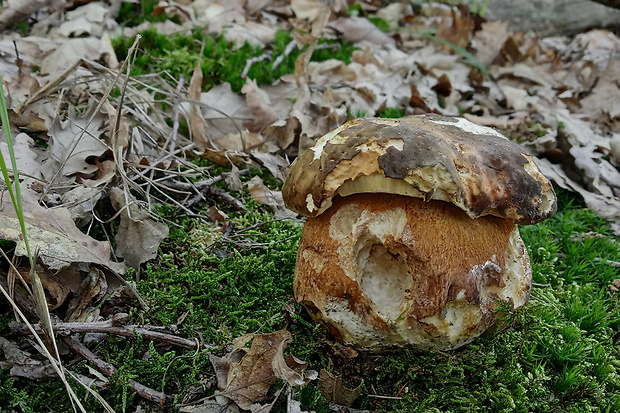 hríb bronzový Boletus aereus Bull. ex Fr.