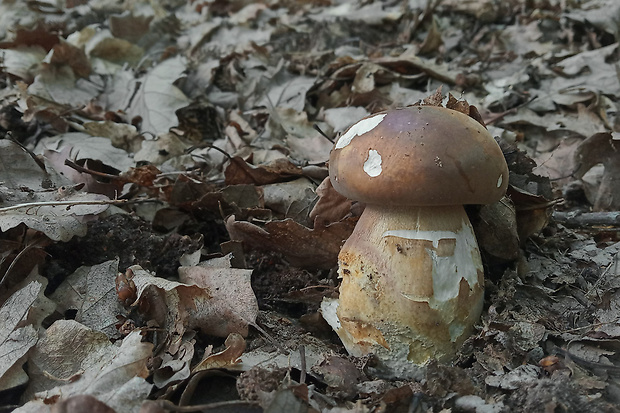 hríb bronzový ? Boletus aereus Bull. ex Fr.