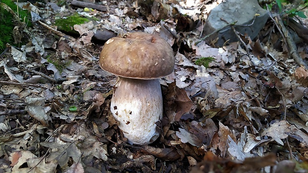 hríb dubový Boletus reticulatus Schaeff.