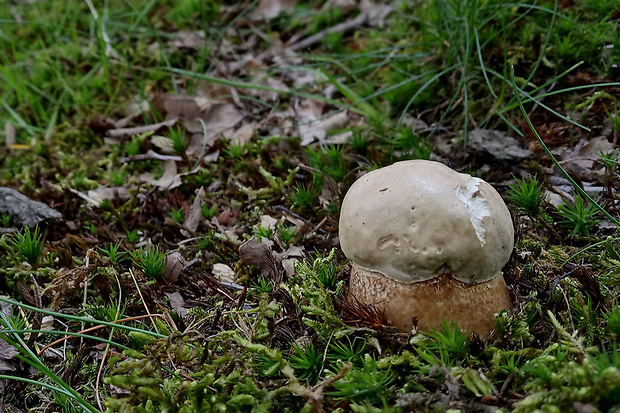 hríb dubový Boletus reticulatus Schaeff.