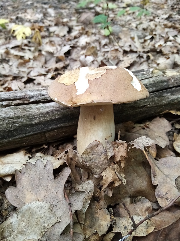 hríb dubový Boletus reticulatus Schaeff.