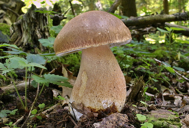 hríb dubový Boletus reticulatus Schaeff.