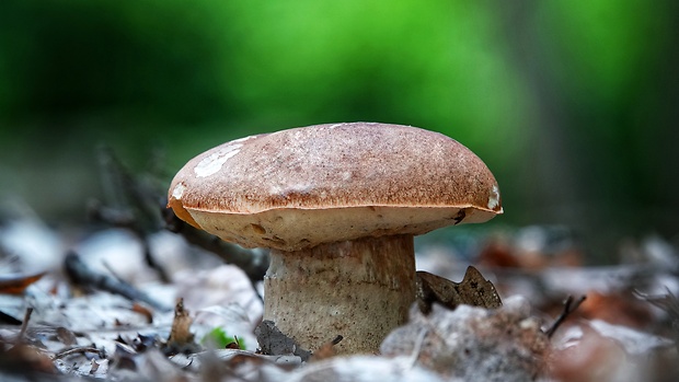 hríb dubový Boletus reticulatus Schaeff.