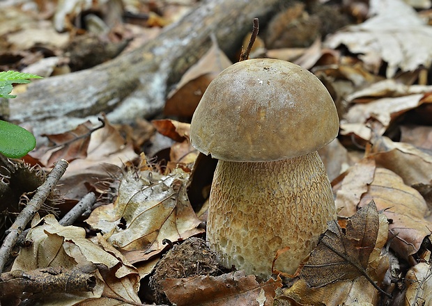 hríb dubový Boletus reticulatus Schaeff.