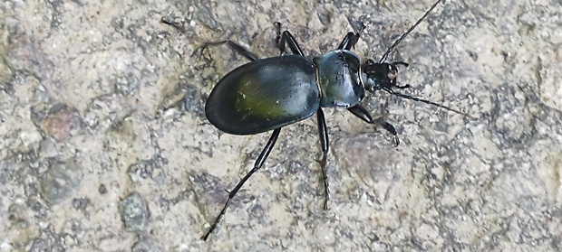 bystruška hladká  Carabus glabratus