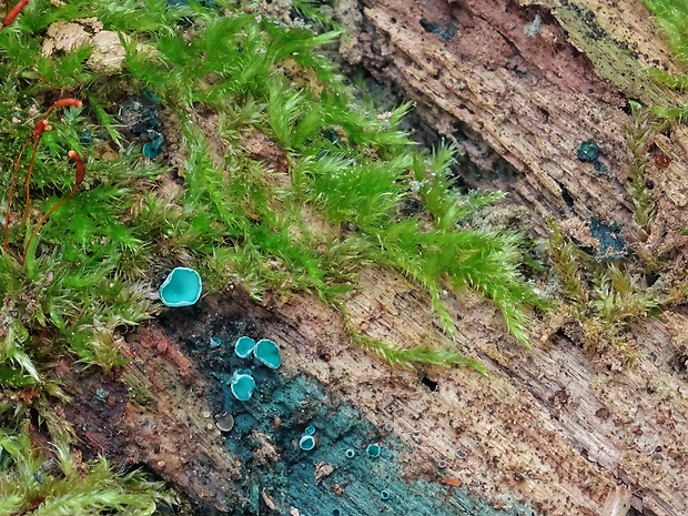 zelenica Chlorociboria sp.