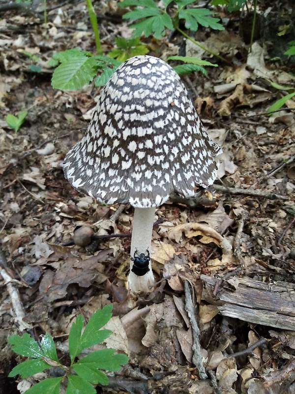 hnojník obyčajný Coprinus comatus (O.F. Müll.) Pers.