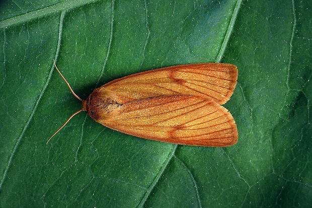 spriadač chrastavcový (sk) / přástevník chrastavcový (cz) Diacrisia sannio (Linnaeus, 1758)