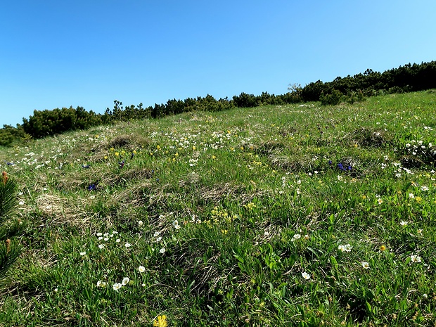 dryádka osemlupienková - biotop Dryas octopetala L.