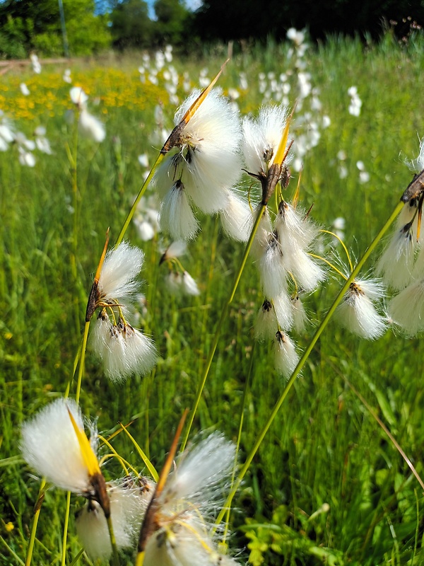 páperník širokolistý Eriophorum latifolium Hoppe