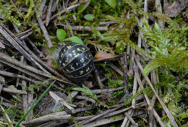 zvinavka Glomerix hexasticha