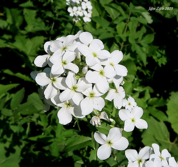 večernica voňavá belostná Hesperis matronalis subsp. candida (Kit. ex Hayek) Thell.