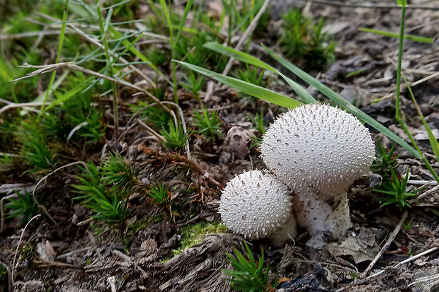 prášnica bradavičnatá Lycoperdon perlatum Pers.