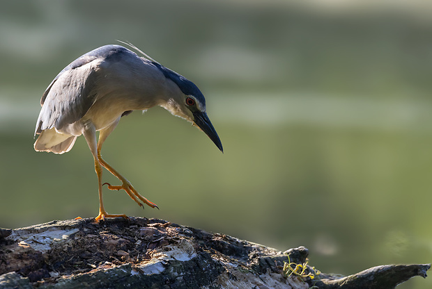 chavkoš nočný Nycticorax nycticorax