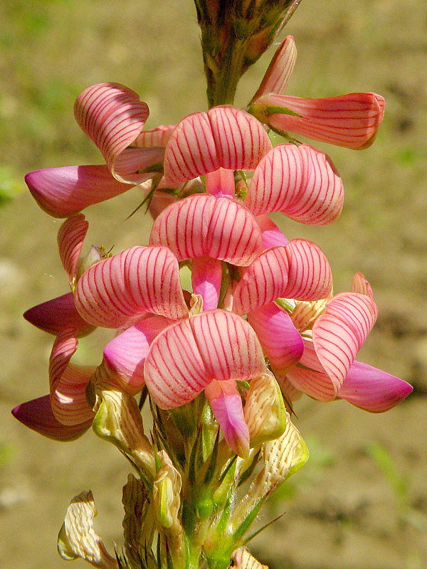 vičenec vikolistý Onobrychis viciifolia Scop.