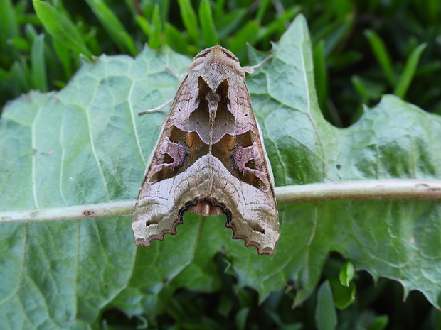 sivkavec mramorovaný Phlogophora meticulosa