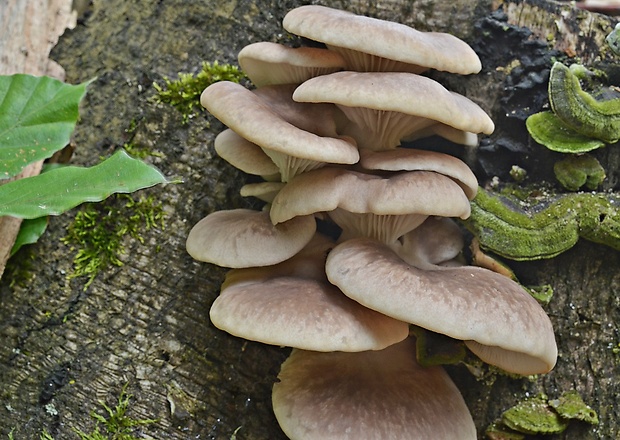 hliva buková Pleurotus pulmonarius (Fr.) Quél.