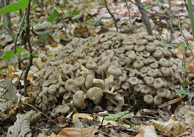 trúdnik klobúčkatý Polyporus umbellatus (Pers.) Fr.