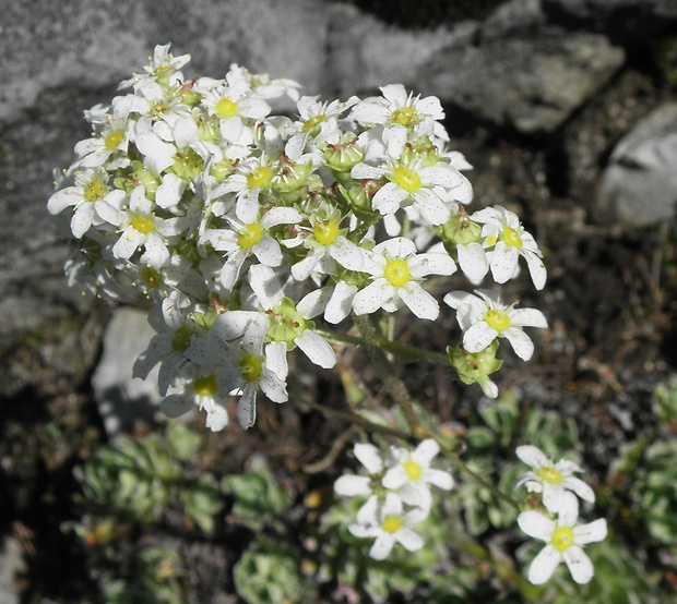 lomikameň metlinatý Saxifraga paniculata Mill.