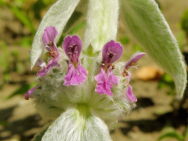 čistec vlnatý Stachys byzantina K. Koch