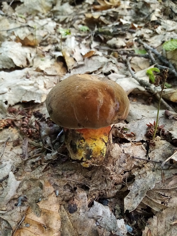 hríb zrnitohlúbikový Sutorius luridiformis (Rostk.) G. Wu & Zhu L. Yang