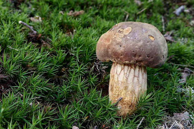 suchohríb červenohnedý ? Xerocomus ferrugineus (Kuntze) Singer