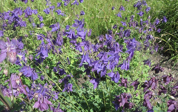 orlíček obyčajný Aquilegia vulgaris L.