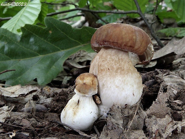 hríb dubový Boletus reticulatus Schaeff.