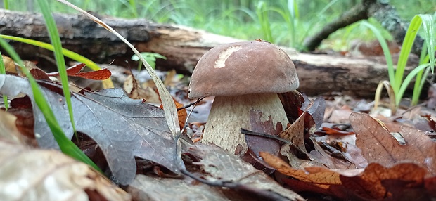 hríb dubový Boletus reticulatus Schaeff.