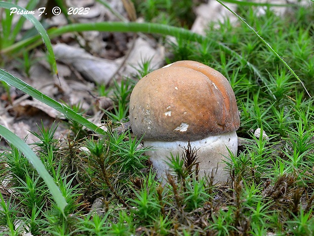 hríb dubový Boletus reticulatus Schaeff.