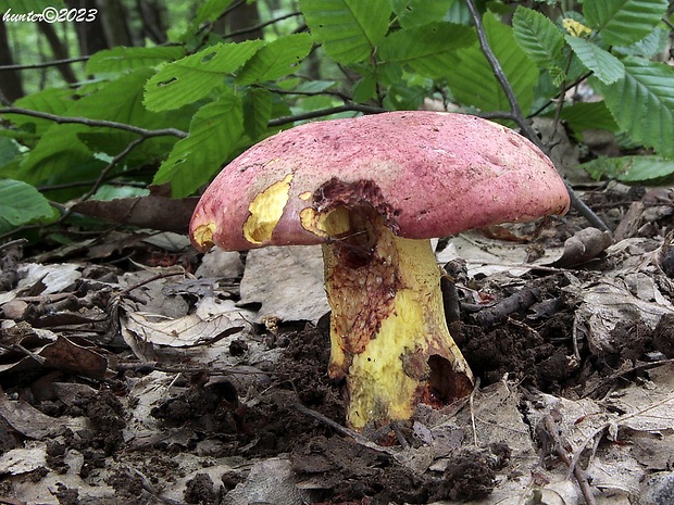 hríb kráľovský Butyriboletus regius (Krombh.) D. Arora & J.L. Frank