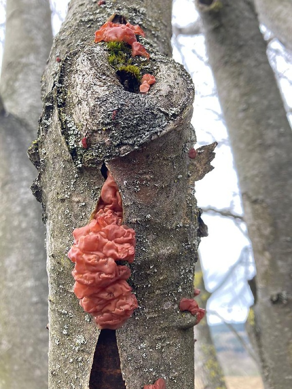 kráterokrčka čerešňová Craterocolla cerasi (Schumach.) Sacc.