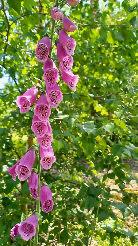 náprstník červený Digitalis purpurea L.