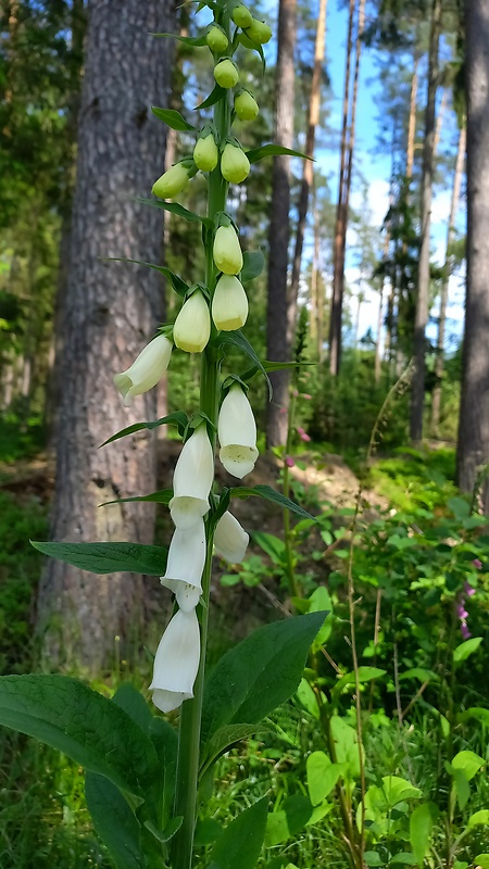 náprstník červený Digitalis purpurea L.