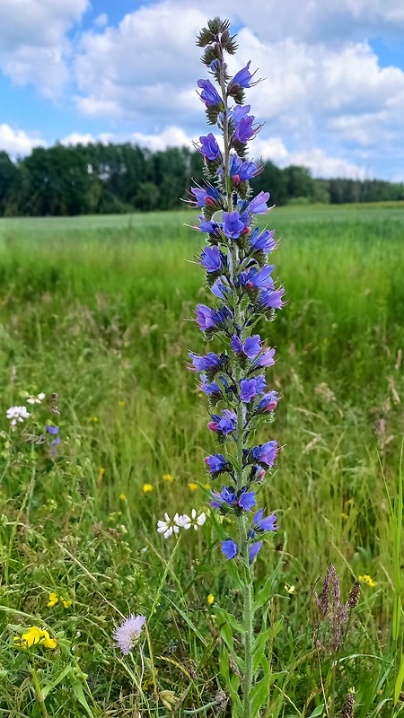 hadinec obyčajný Echium vulgare L.