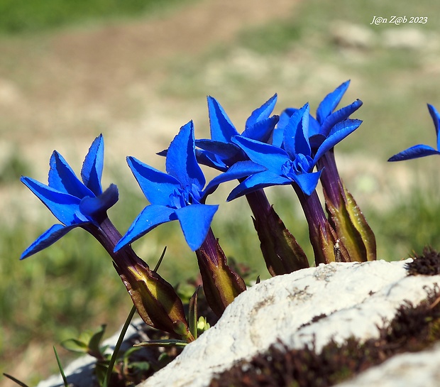 horec jarný Gentiana verna L.