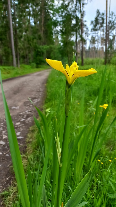 kosatec žltý Iris pseudacorus L.