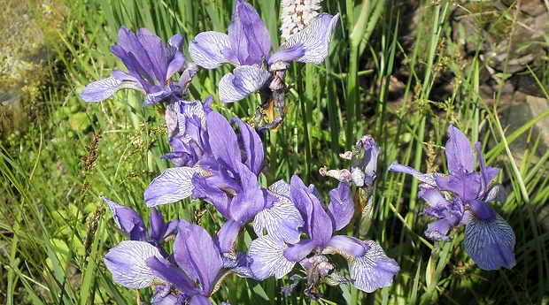 kosatec sibírsky Iris sibirica L.